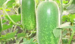 反差吃瓜爆料大瓜泄露蒜香,大瓜泄露背后的蒜香故事